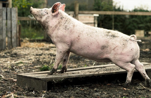 New Pigs on the Block
