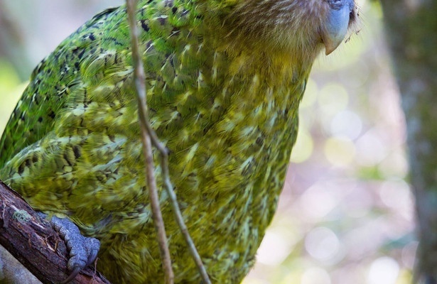 New Zealand: Earth's mythical islands