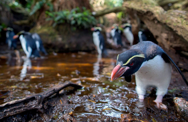 New Zealand: Earth's mythical islands