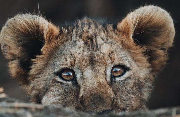 Nieuwelingen in het wild