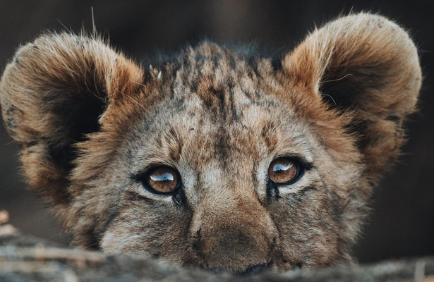 Nieuwelingen in het wild