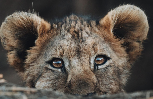 Nieuwelingen in het wild