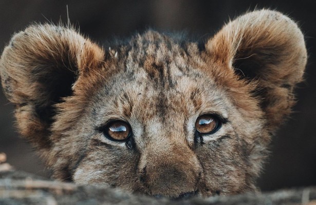 Nieuwelingen in het wild