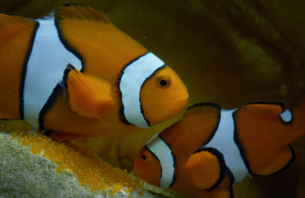 Ningaloo: het oceaanwonder van Australië