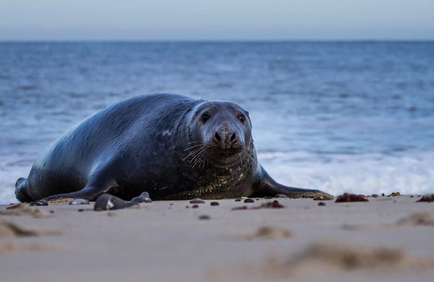 NPO Doc: De wilde Noordzee