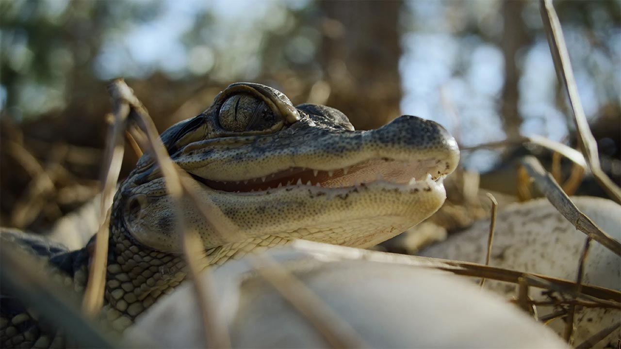 Met Nightmares of Nature komt er iets heel raars naar Netflix