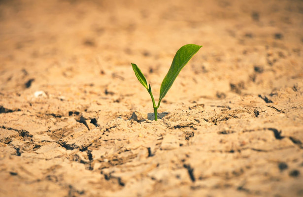 Oasen - Inseln des Lebens