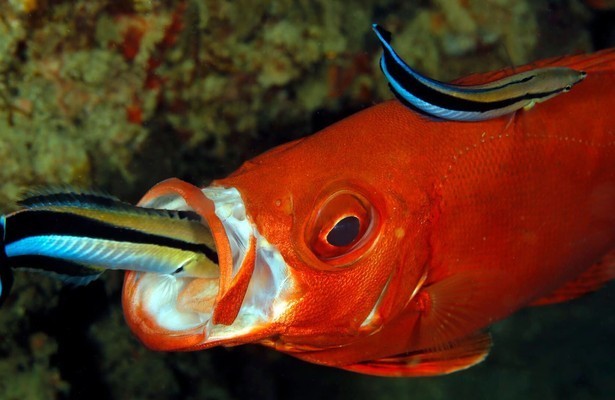 Ocean's weirdest