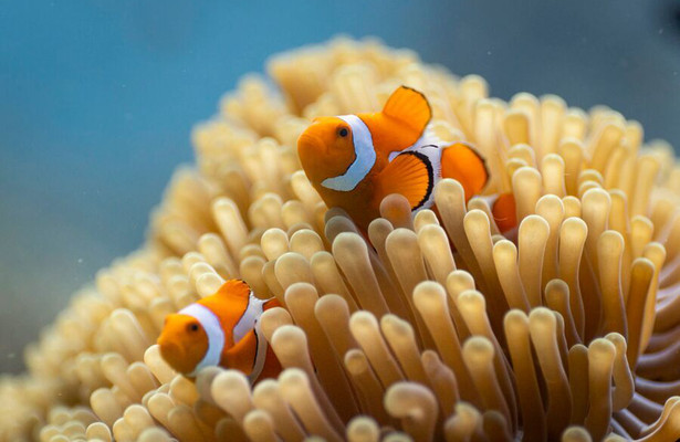 Ocean with David Attenborough