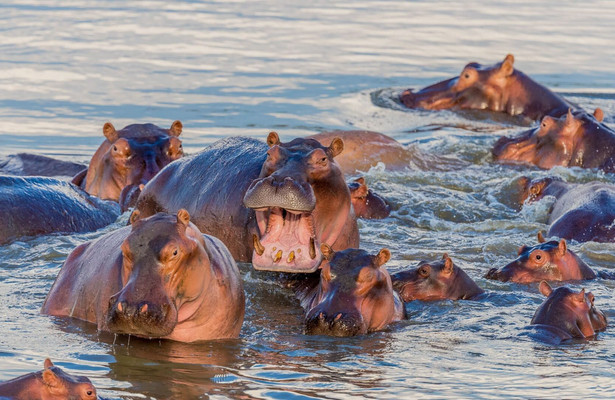Okavango: River of dreams