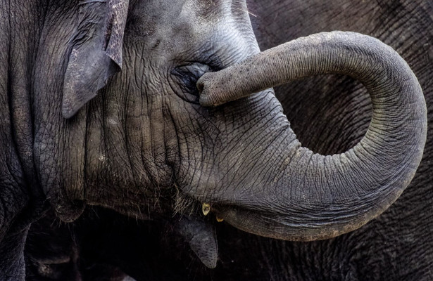 Olifant Worden: de Wezen van Reteti
