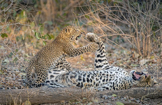 Olimba, Königin der Leoparden