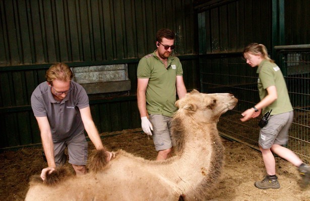 Op safari