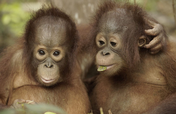 Orang-oetan jungleschool