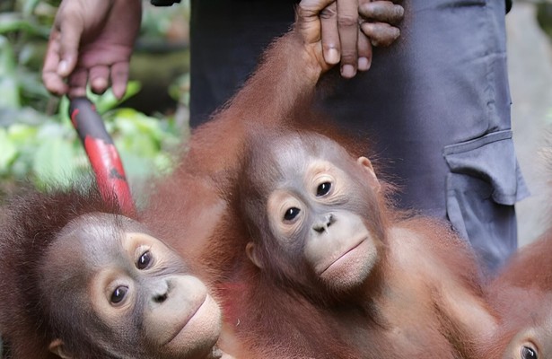Orang-oetan jungleschool