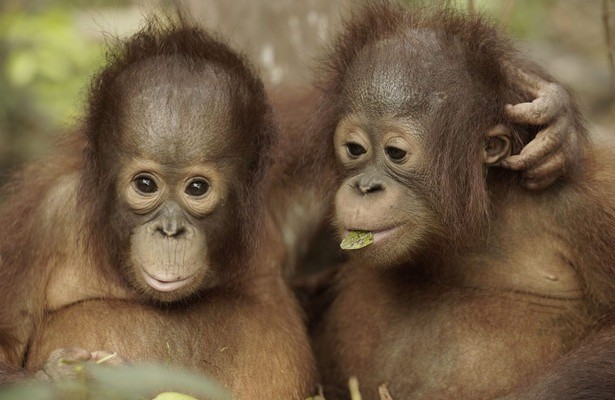 Orang-oetan jungleschool