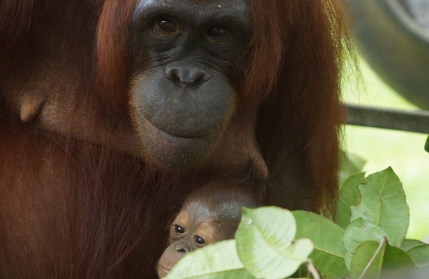 Orang-oetan worden