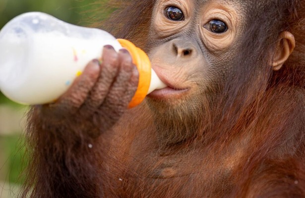 Orang-Utans - Die unbekannten Menschenaffen