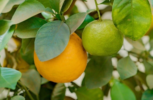 Orangen - Genuss mit Beigeschmack