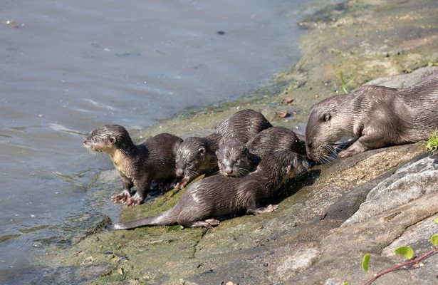 Otters in de stad