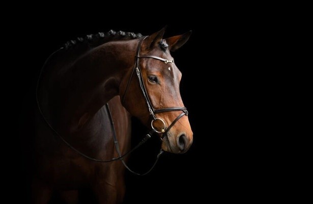 Paardensport: Global Champions Tour in Madrid