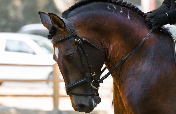 Paardensport: Global Champions Tour Valkenswaard