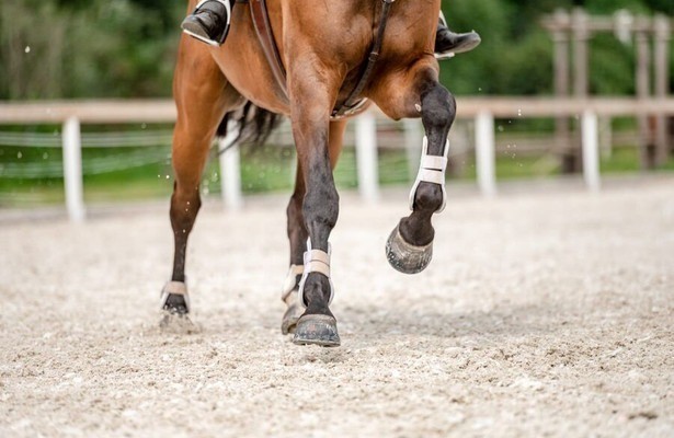 Paardensport: Royal Windsor Horse Show