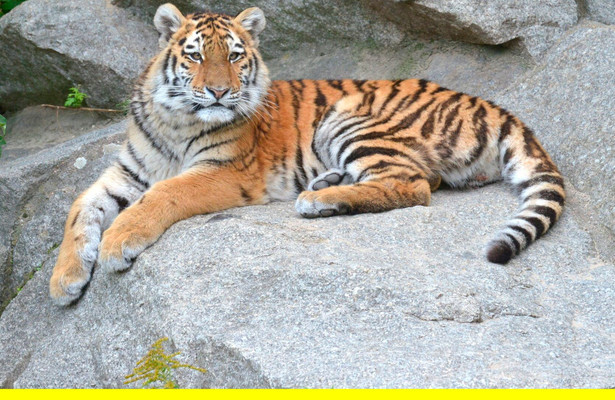 Panda, Gorilla & Co.