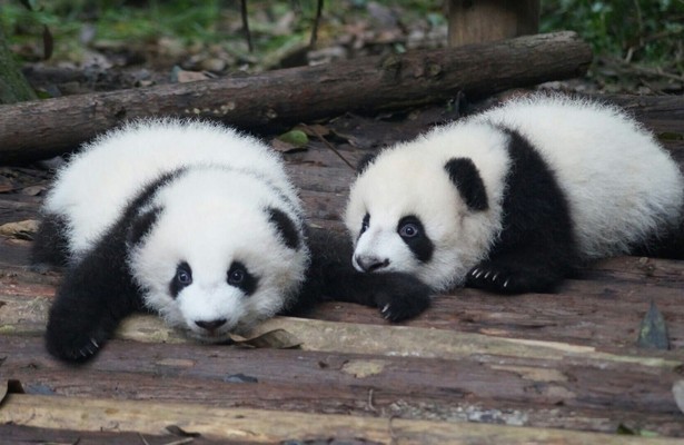 Panda School