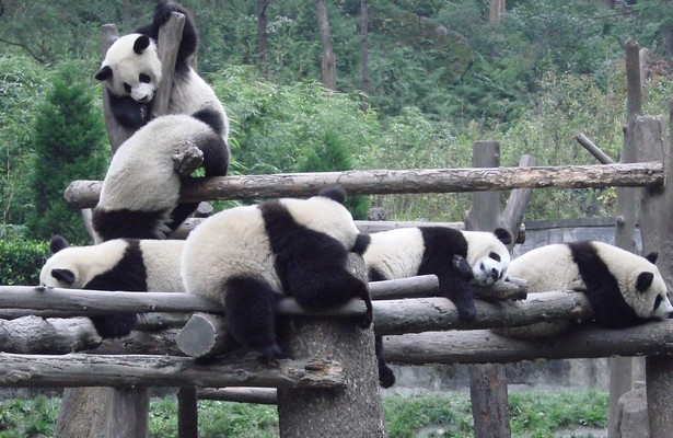 Pandamonium