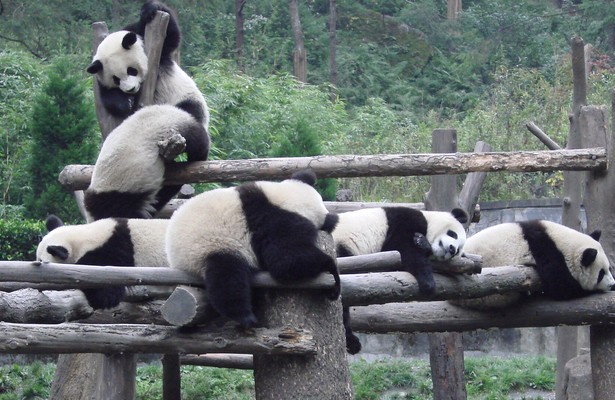 Pandamonium
