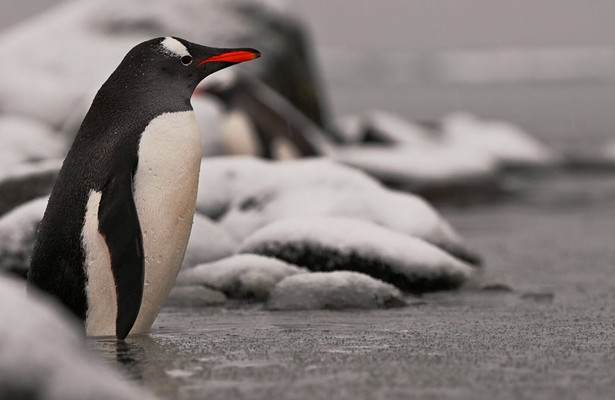 Penguin Planet