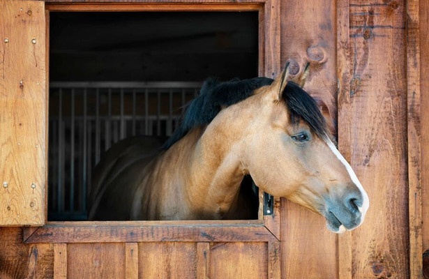 Pferdesport: Deutsches Spring- und Dressur-Derby