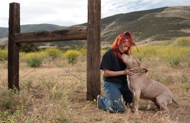 Pit bulls and parolees