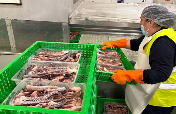 planet e.: Oktopus in Gefahr - Spurensuche rund ums Mittelmeer