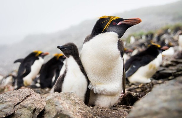 Polar Worlds with Bertie Gregory Mashup