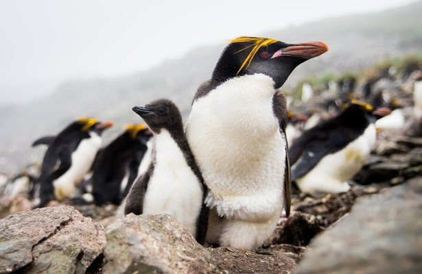 Polar Worlds with Bertie Gregory Mashup