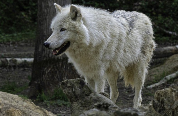 Polarwölfe