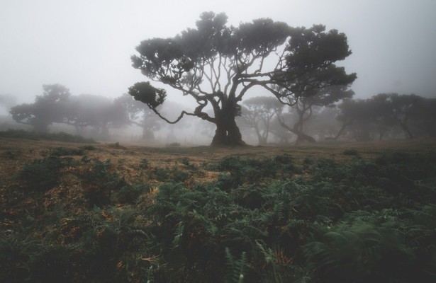 Portugal's wild wonders
