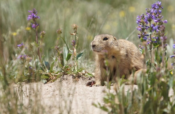 Prairie Dog Manor