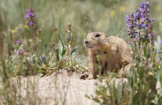 Prairie dog manor