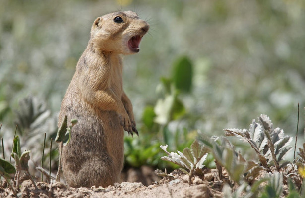 Prairie dog manor