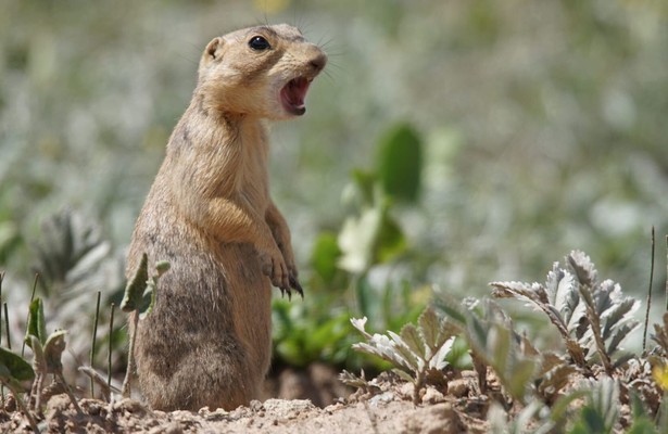 Prairie dog manor