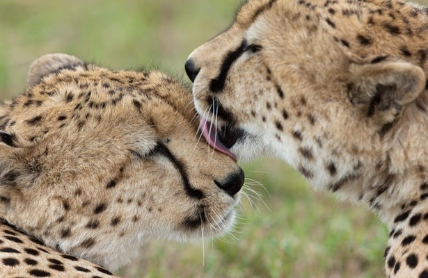 Predator bloodlines