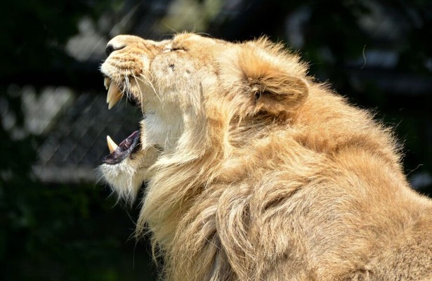 Predator Fail: When Prey Attacks