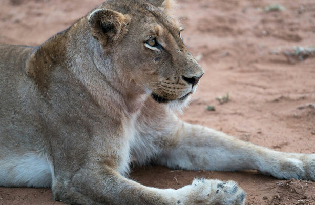 Predator v prey