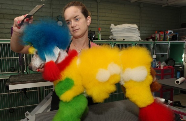 Preposterous pets