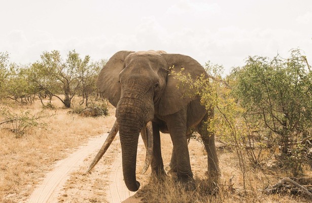 Pridelands: herboren wildernis