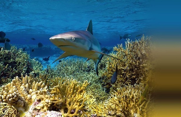 Protecting paradise: The story of Niue