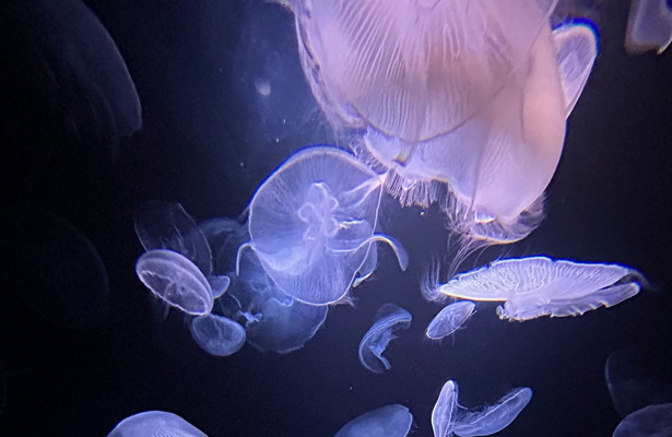 Quallen - Hirnlos aber Oho